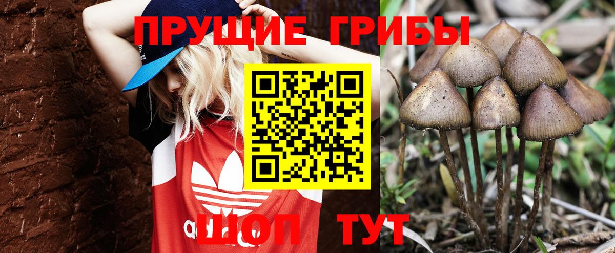 Красный Сулин  Псилоцибиновые грибы Psilocybine cubensis  Вход с VPN 